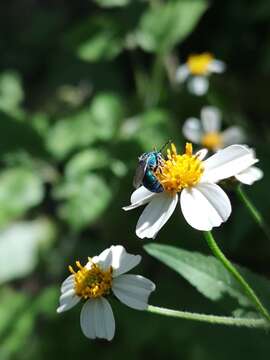 Augochlora azteca (Vachal 1911)的圖片