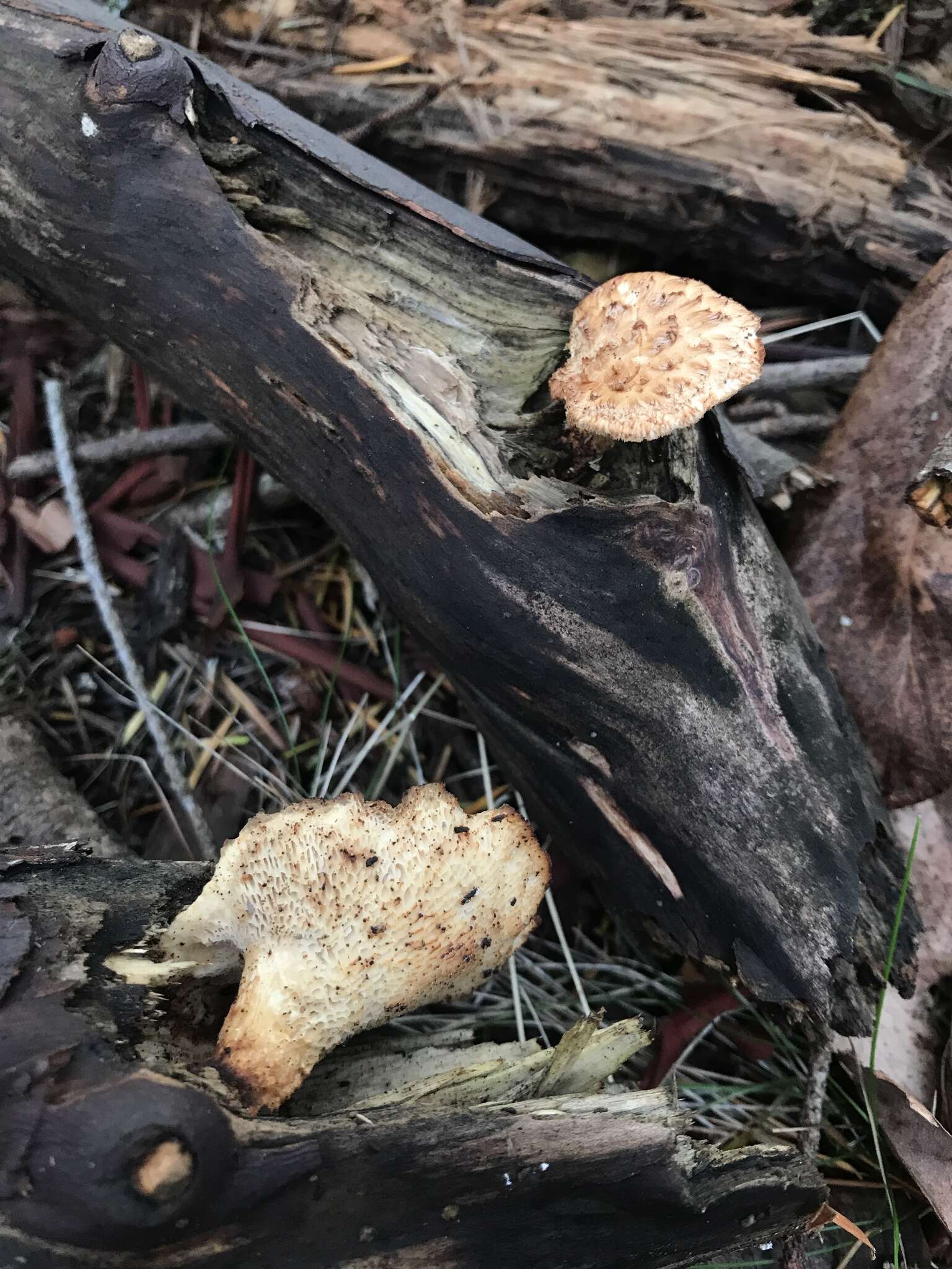 Image of Polyporus mcmurphyi Murrill 1915