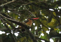 Image of Blue-capped Kingfisher