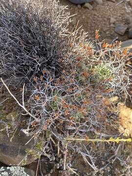 Image of Tylecodon reticulatus (L. fil.) H. Tölken