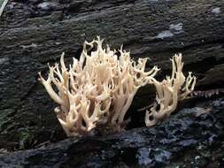 Ramaria pinicola (Burt) Corner 1961 resmi