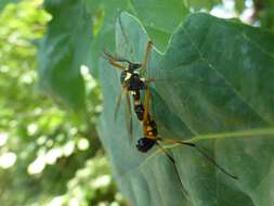 صورة Ctenophora (Cnemoncosis) festiva Meigen 1804