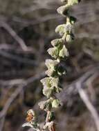 Image of Tucson bur ragweed