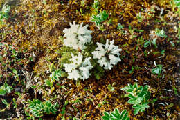 Image of Pedicularis dasyantha Hadac