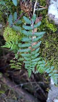 Image of Athyrium oppositipennum var. pubescens (Tag.) Tag.