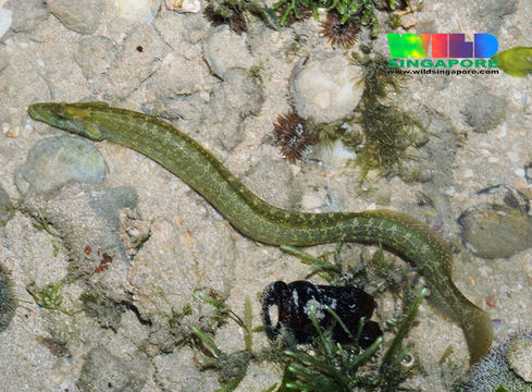 Image of mud blenny