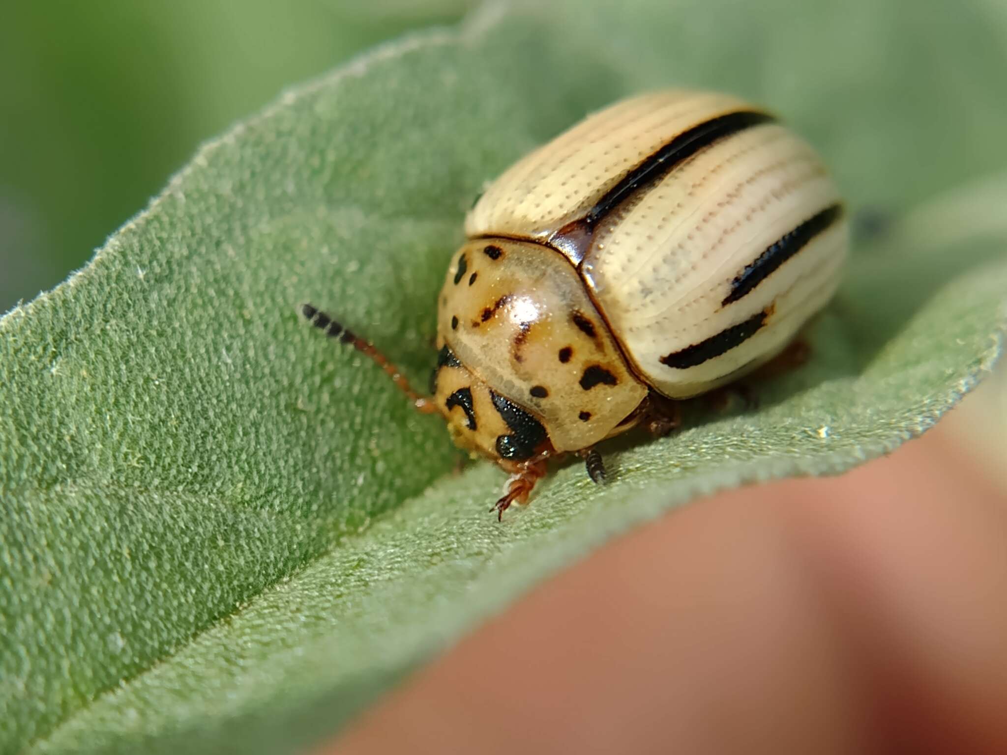 Image of Leptinotarsa defecta (Stål 1859)