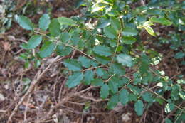 Image of border privet