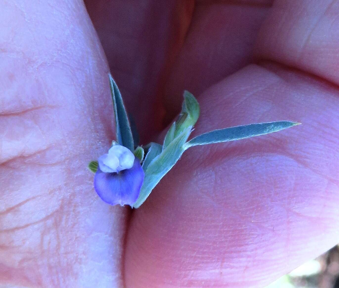 Image of Psoralea alata (Thunb.) T. M. Salter