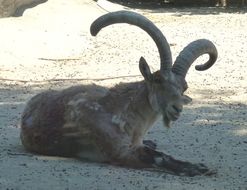 Image of Western Spanish Ibex