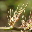 Image of <i>Setaria <i>verticillata</i></i> var. verticillata