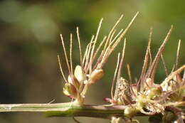 Image of <i>Setaria <i>verticillata</i></i> var. verticillata