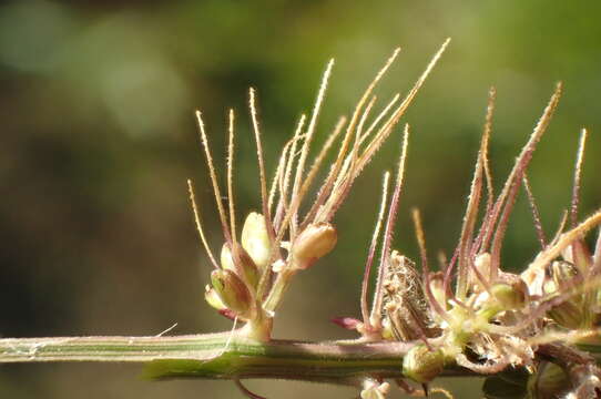 Image of <i>Setaria <i>verticillata</i></i> var. verticillata