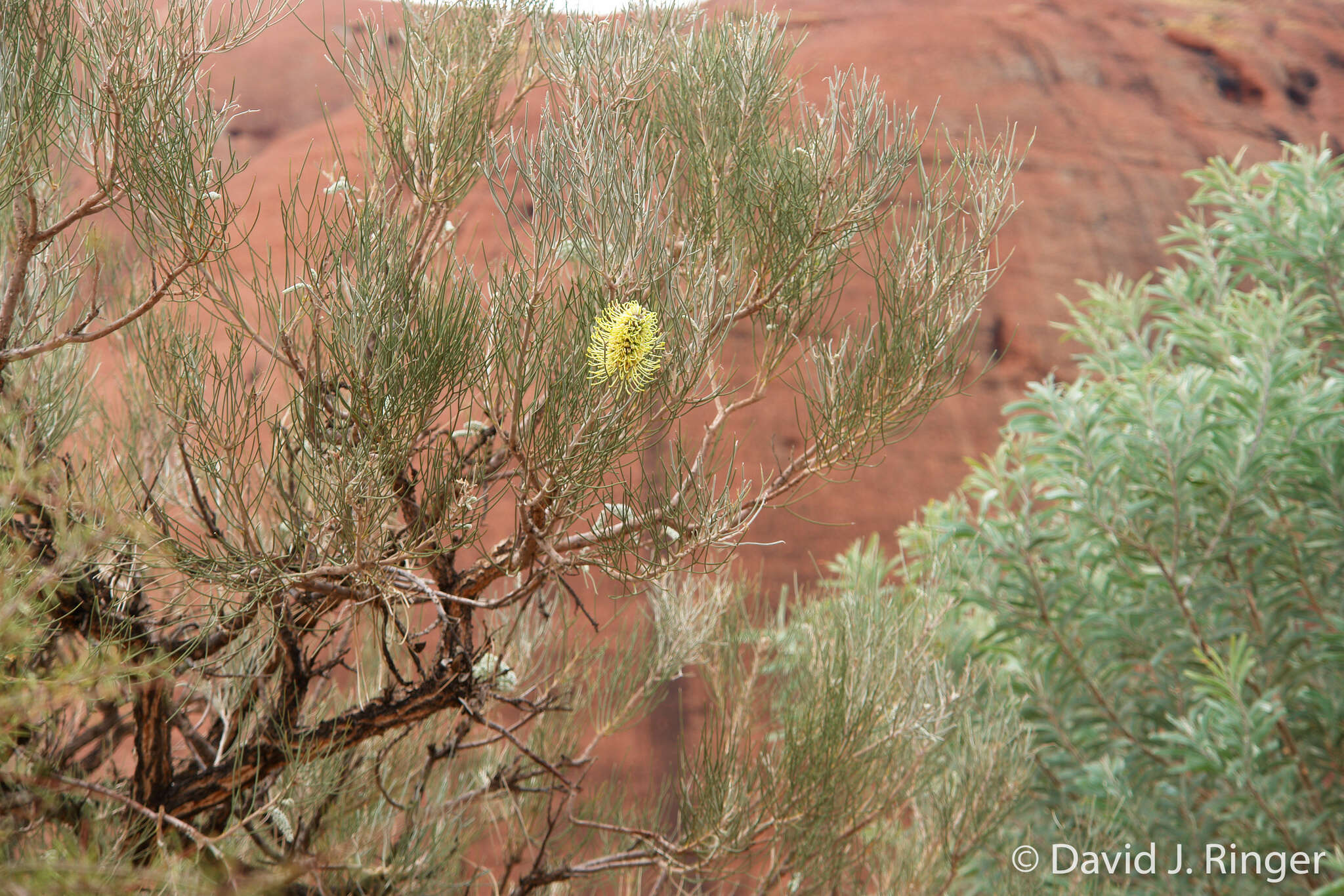 Image of Hakea divaricata L. A. S. Johnson