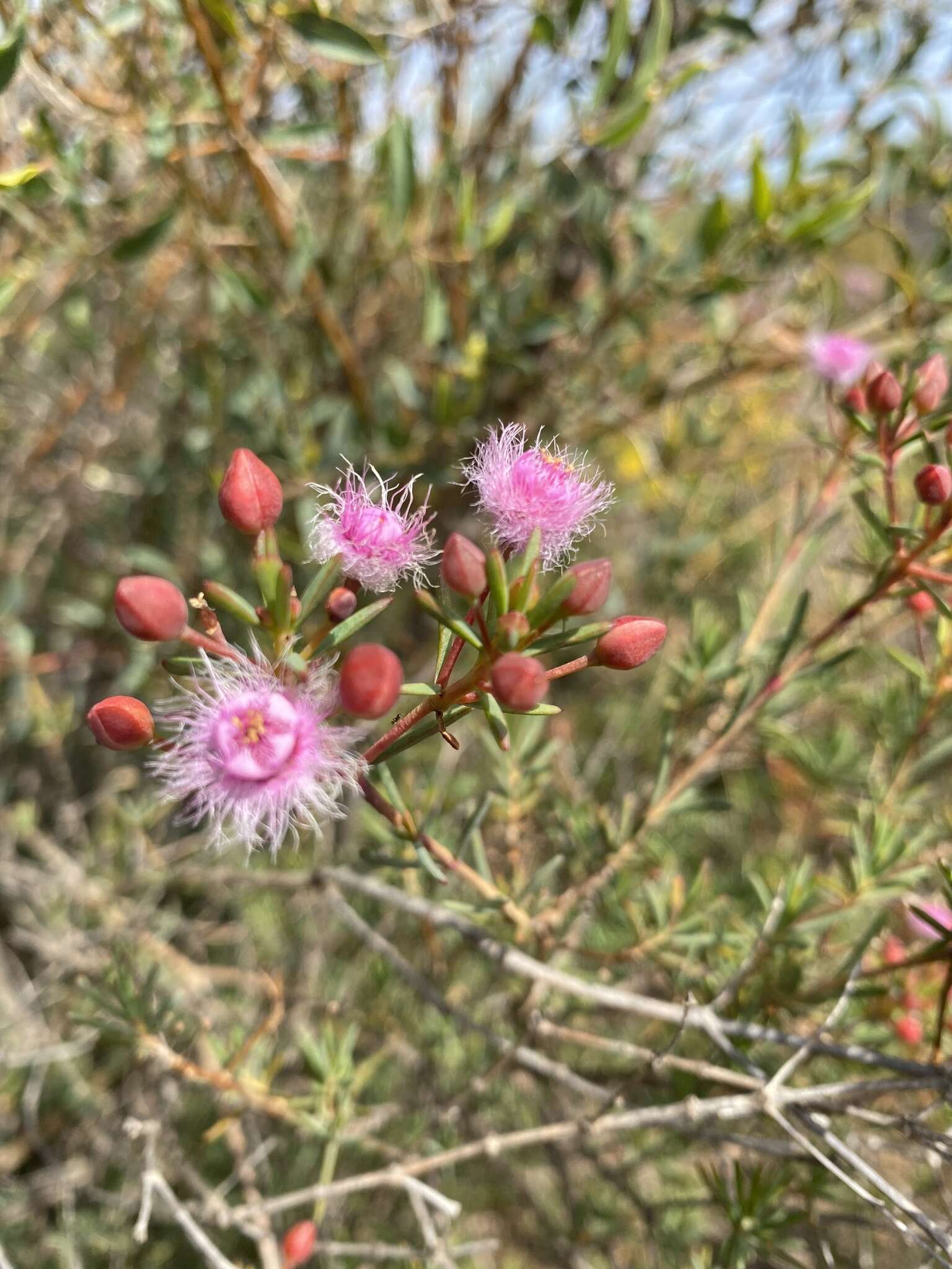 Image de Verticordia monadelpha Turcz.