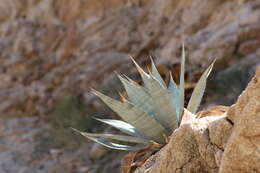 Image de Agave turneri R. H. Webb & Salazar-Ceseña