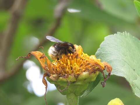 Imagem de Bombus volucelloides Gribodo 1892