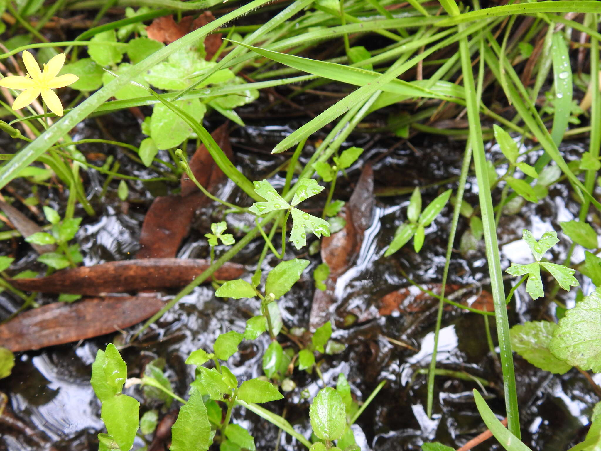 Image of Hydrocotyle paludosa A. R. Bean