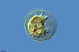 Image of <i>Arcella intermedia</i>