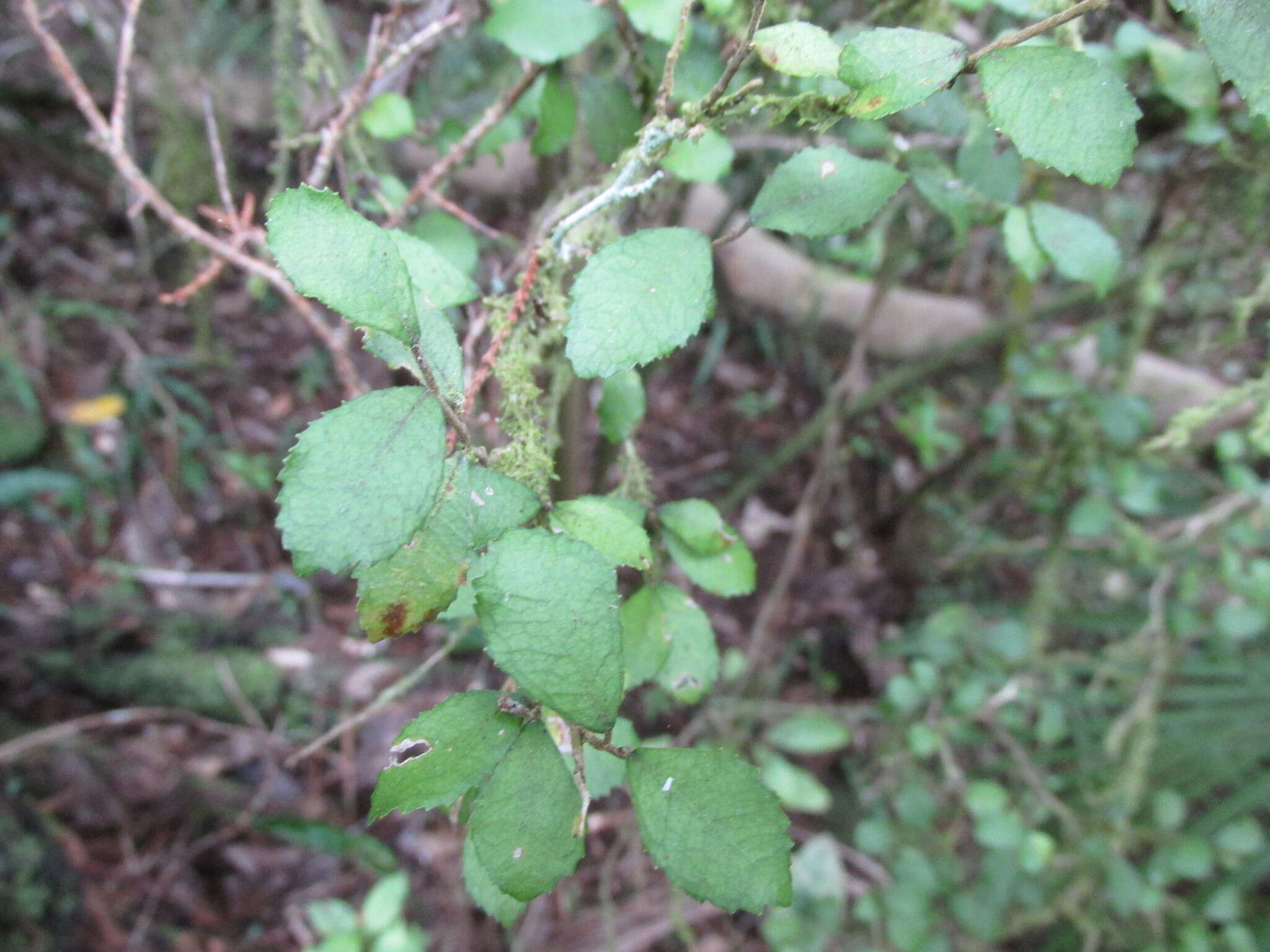 Слика од Streblus heterophyllus (Bl.) Corner