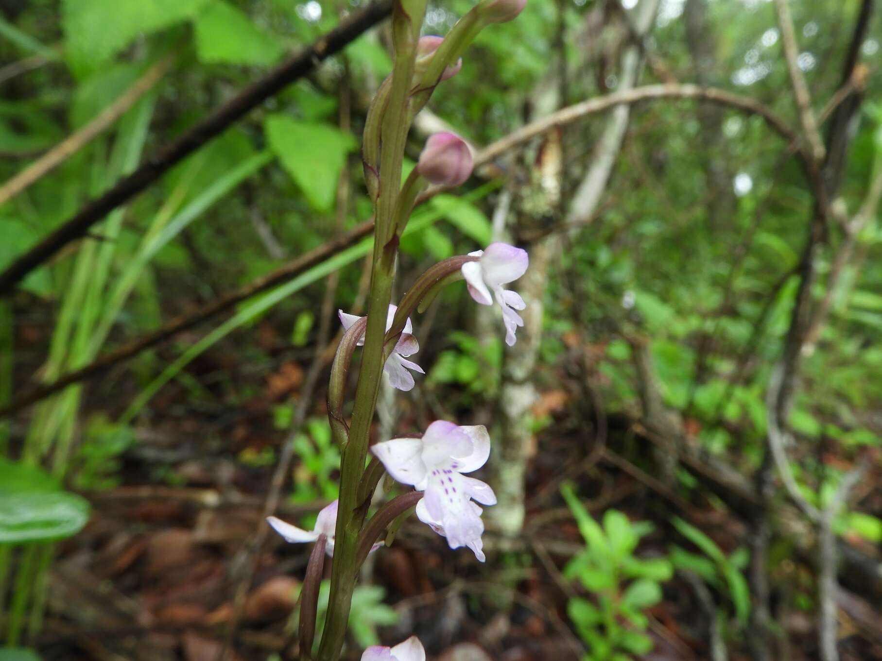 Imagem de Cynorkis debilis (Hook. fil.) Summerh.