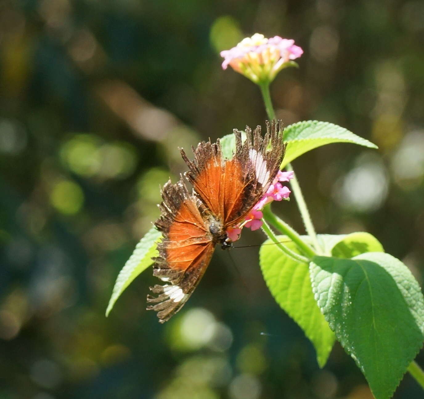 Image of Cethosia cydippe Linnaeus 1763