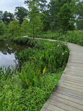 Image of Dwarf Water Clover