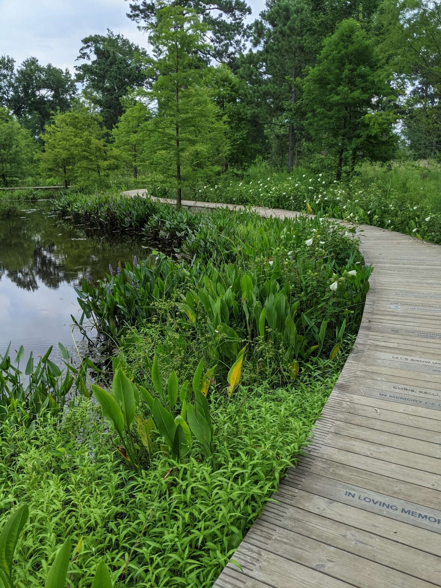 Imagem de Marsilea minuta L.