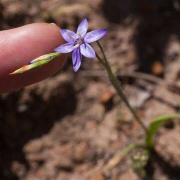 Image of Geissorhiza pusilla (Andrews) Klatt