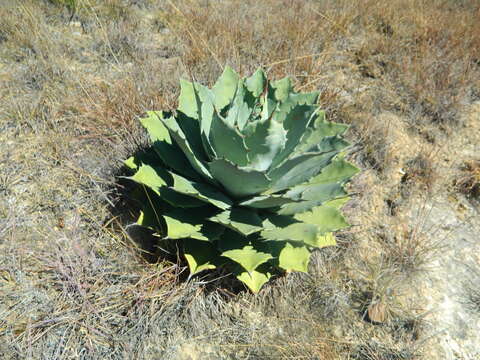 Image of Agave nuusaviorum García-Mend.