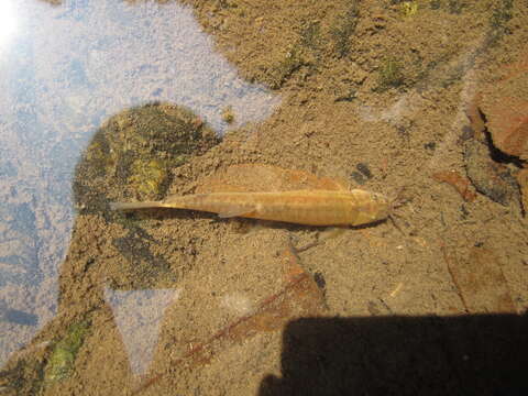 Image of Flat-headed loach