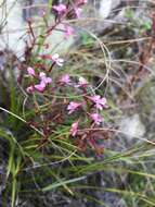 Image of Disa saxicola Schltr.