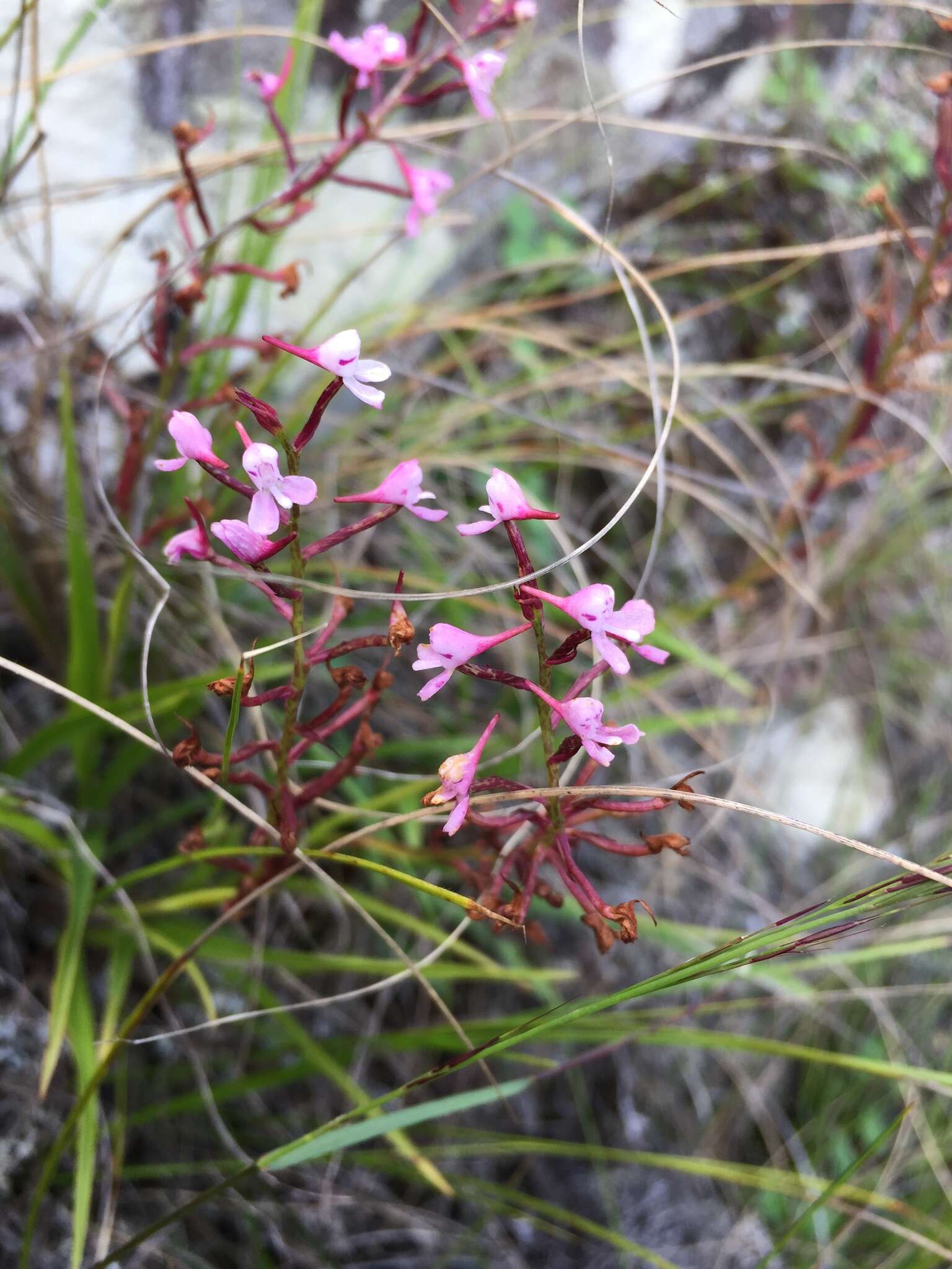 صورة Disa saxicola Schltr.