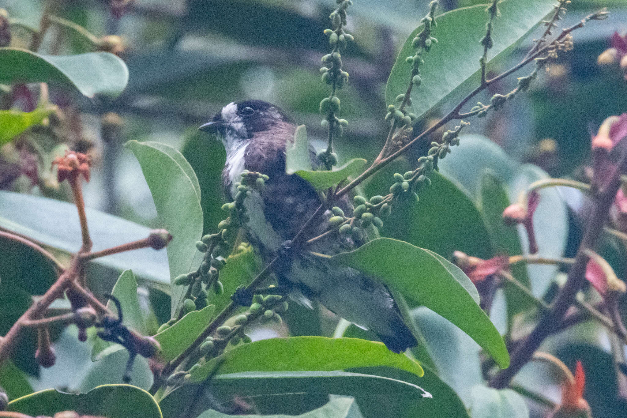 Image of White-browed Purpletuft