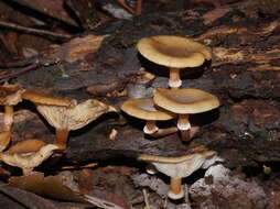 Image de Armillaria hinnulea Kile & Watling 1983