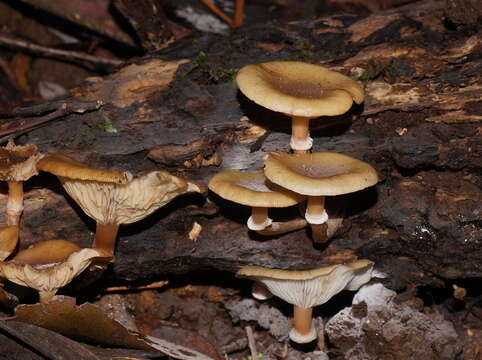 Image of Armillaria hinnulea Kile & Watling 1983