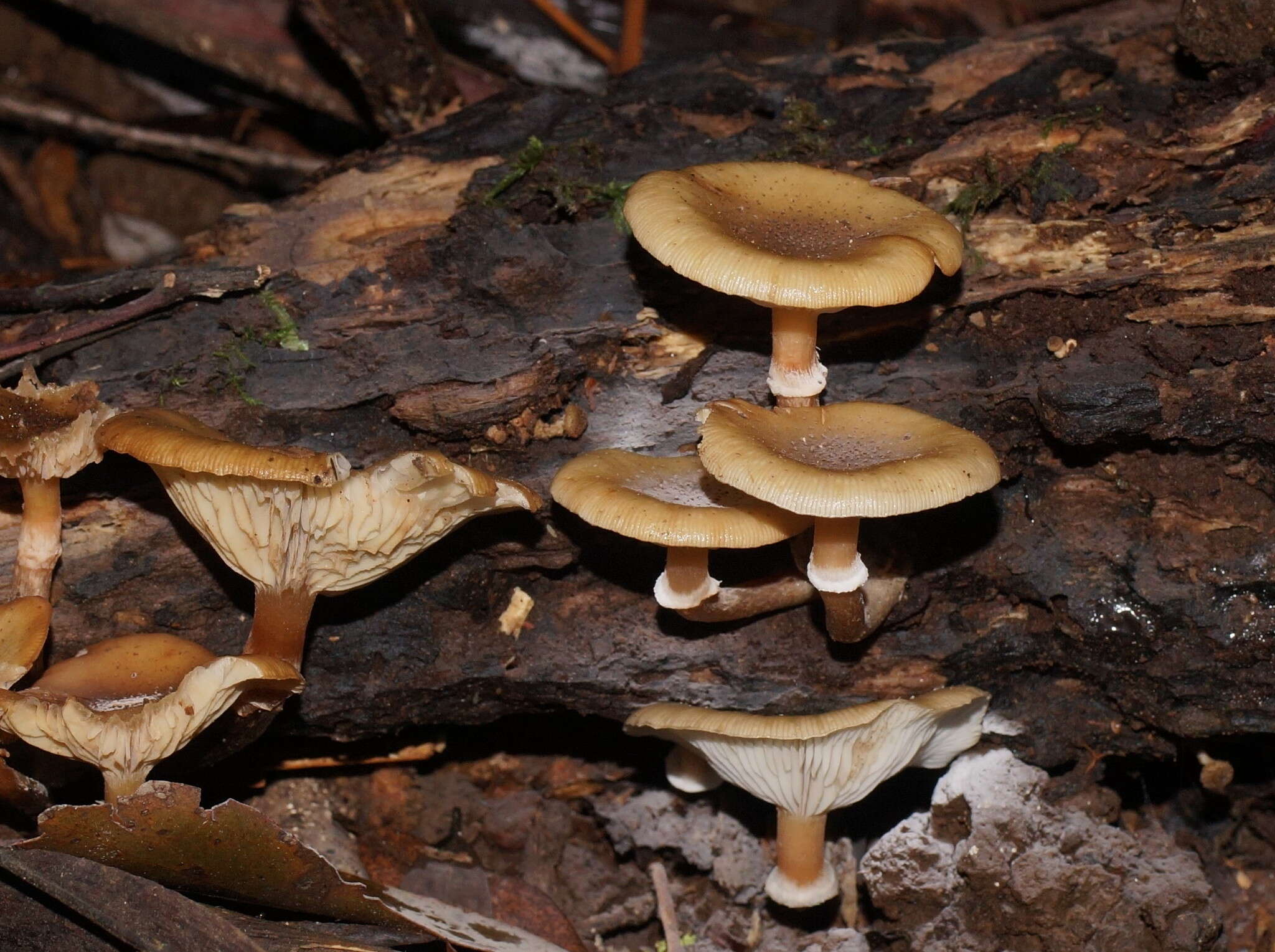 Image de Armillaria hinnulea Kile & Watling 1983