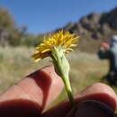 صورة <i>Agoseris <i>glauca</i></i> var. glauca