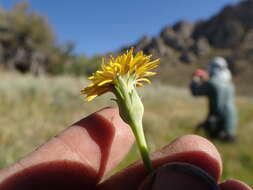 صورة <i>Agoseris <i>glauca</i></i> var. glauca