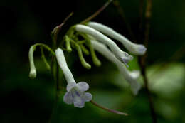 Sivun Streptocarpus solenanthus Mansf. kuva