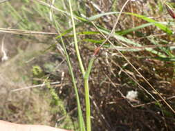 Image of Geissorhiza juncea (Link) A. Dietr.