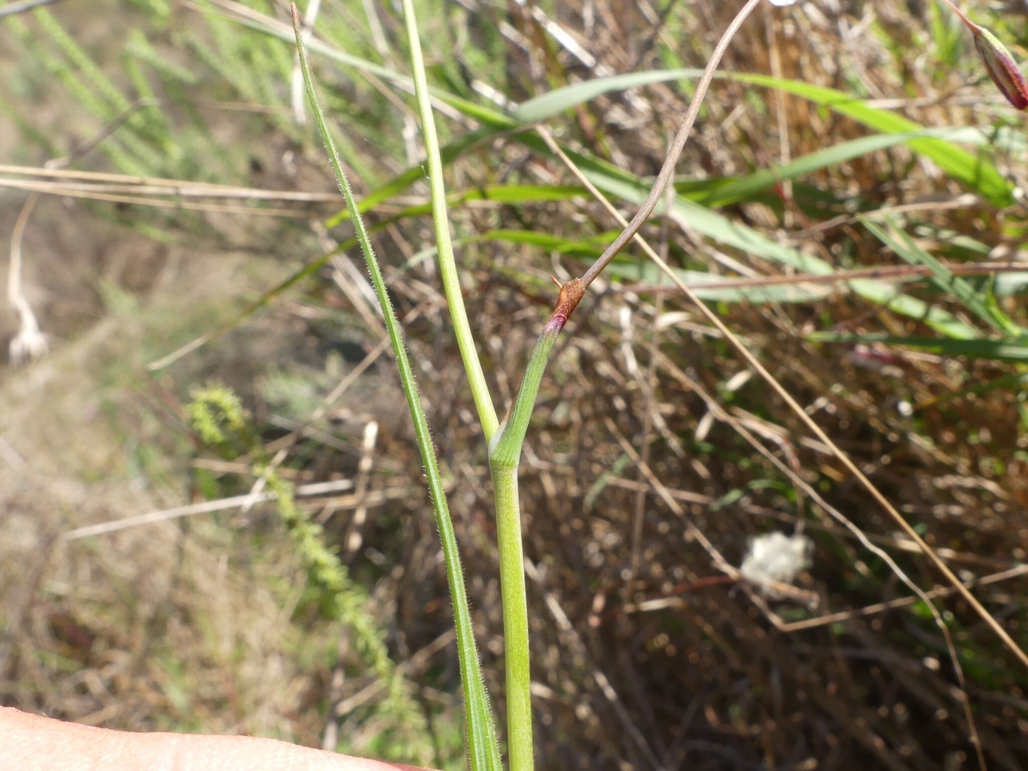 Image of Geissorhiza juncea (Link) A. Dietr.