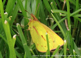 Image de Colias dimera Doubleday 1847