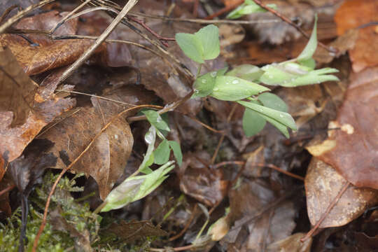 Imagem de Lathyrus laxiflorus (Desf.) Kuntze