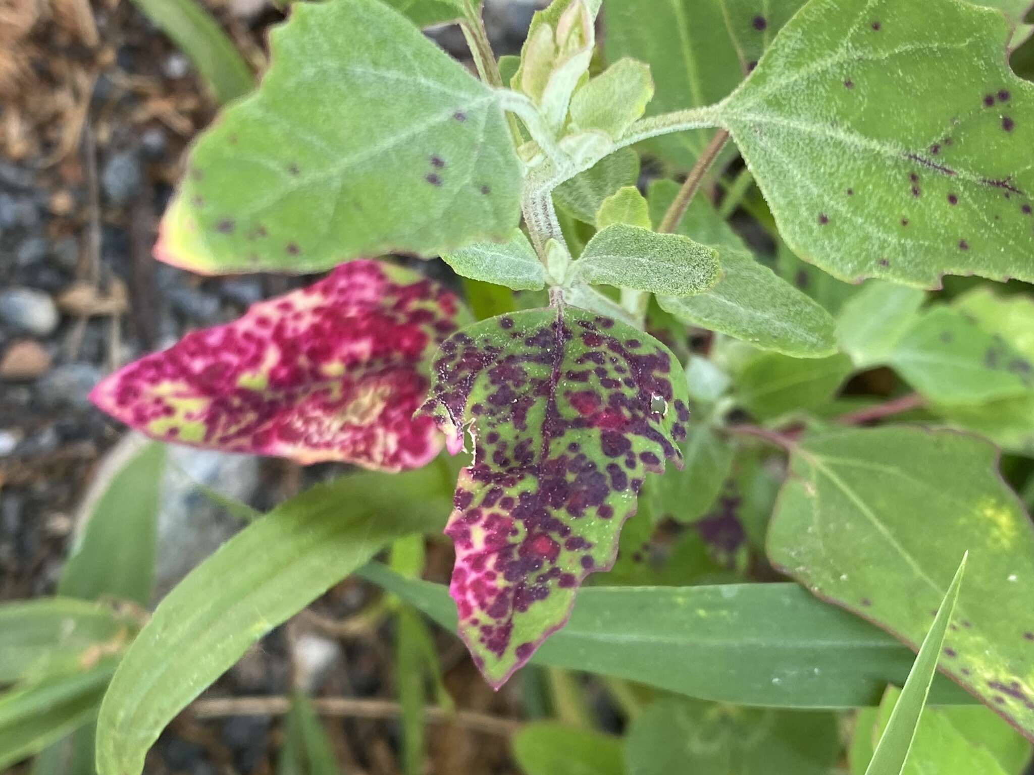 Image of Norvellina chenopodii Osborn 1923