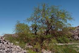 Image de Prosopis chilensis (Molina) Stuntz