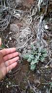 Ceropegia clavigera subsp. clavigera的圖片