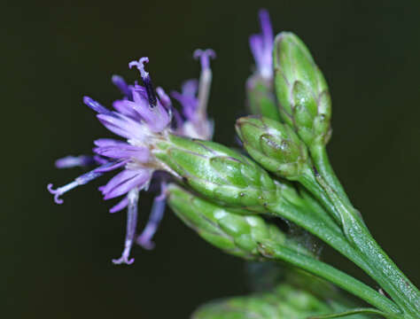 Image of Saussurea neoserrata Nakai