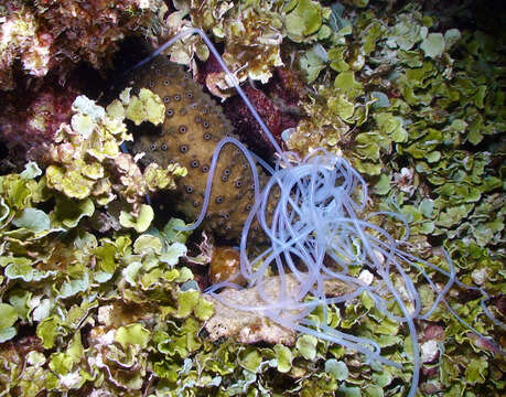 Sivun Holothuria (Theelothuria) turriscelsa Cherbonnier 1980 kuva