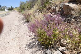 Imagem de Salvia judaica Boiss.